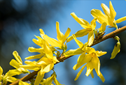 Flower of Gyeonggi-do